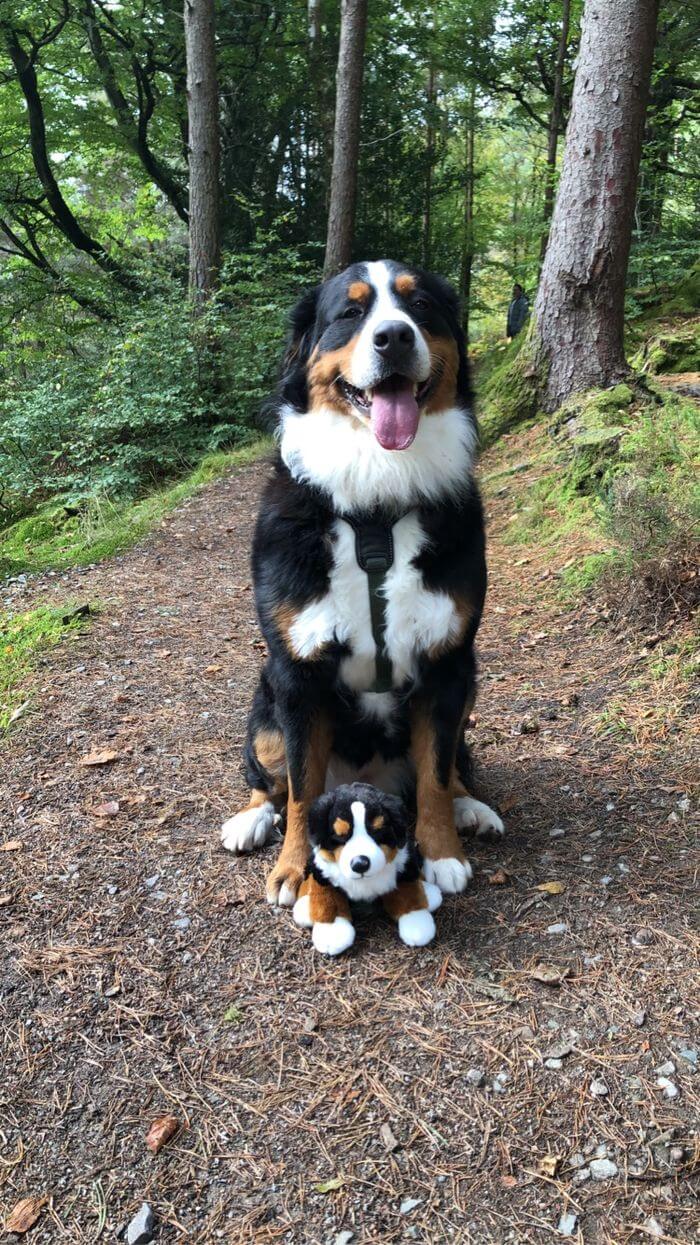 kyle of lochalsh woodland walk with Bailey and Sadie -3