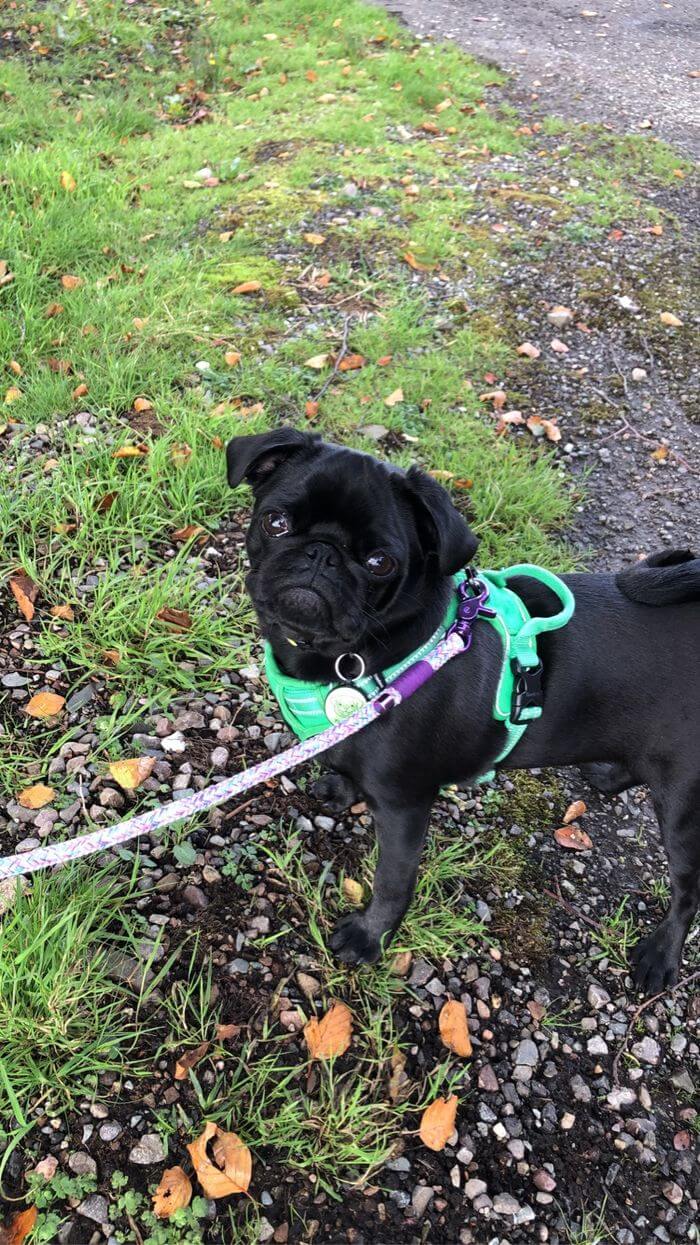 pistachio the pug from faerie glen.jpg.